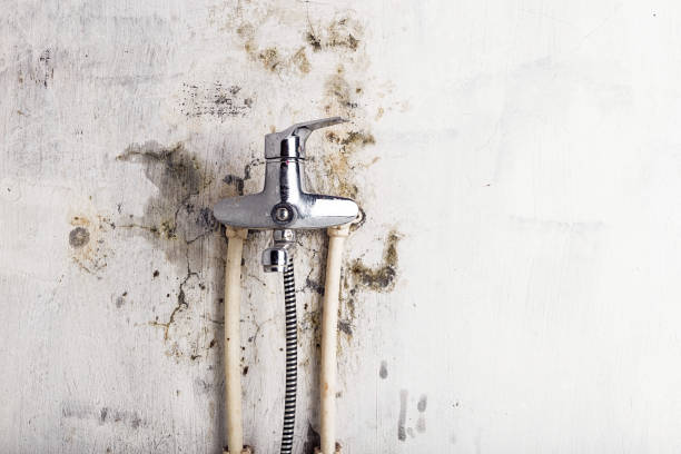 Best White Mold Remediation in Germantown, TN