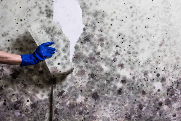 Best Black Mold Remediation in Germantown, TN